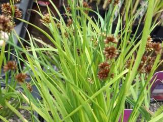 Juncus ensifolius