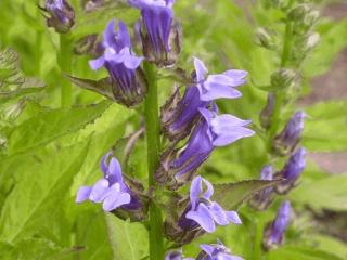 Lobelia cardinalis