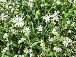 Lychnis flos-cuculi 'White Robin'