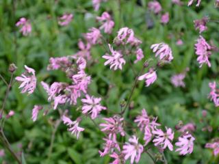 Lychnis flos-cuculi