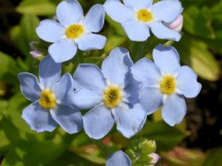 Myosotis palustris