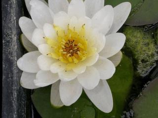 Nymphaea marliacea 'Albida'