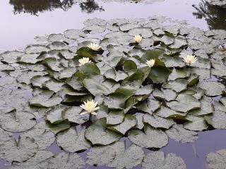 Nymphaea odorata 'Sulphurea'