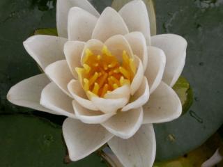 Nymphaea tetragona