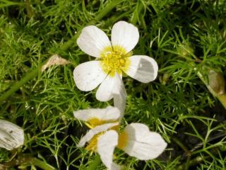 Ranunculus aquatilis