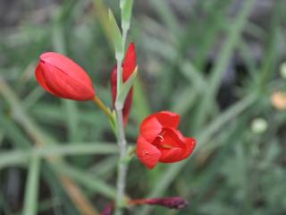 Schizostylis coccinea 'Major'