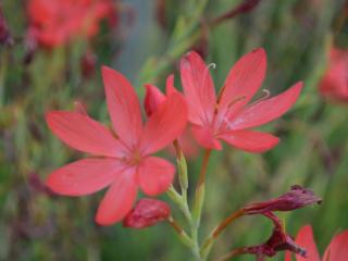 Schizostylis coccinea 'Mrs. Hegarty'