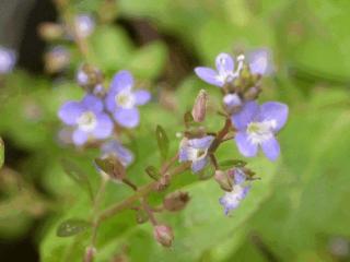 Veronica beccabunge