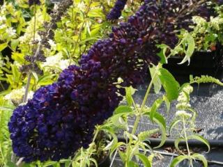 Buddleja davidii 'Black Knight'