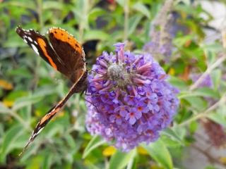 Buddleja davidii 'Lochinch'