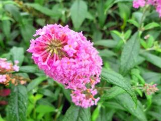 Buddleja davidii 'Pink Delight'