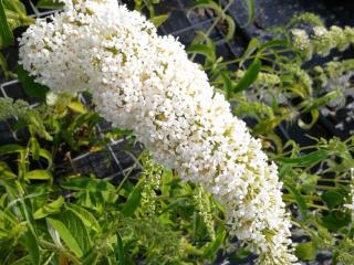 Buddleja davidii 'White Profusion'