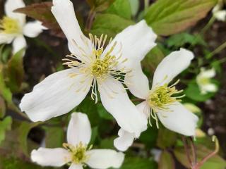 Clematis montana 'Grandiflora'