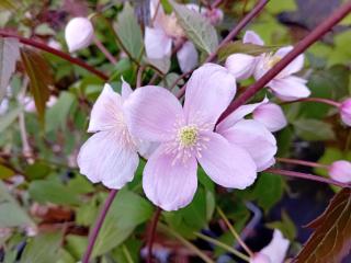 Clematis montana 'Rubens'