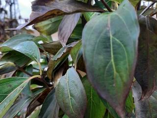 Cornus kousa 'Chinensis'