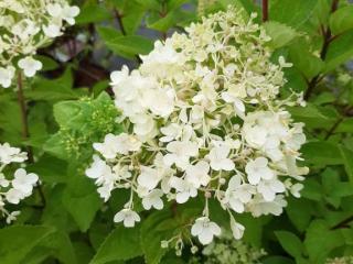 Hydrangea pan. 'Bobo'