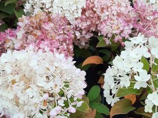 Hydrangea pan. 'Bobo'