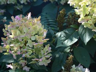 Hydrangea pan. 'Wim's Red'