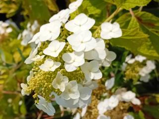 Hydrangea quercifolia