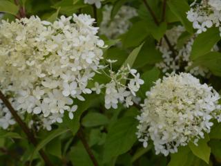 Hydrangea paniculata 'Limelight' ®