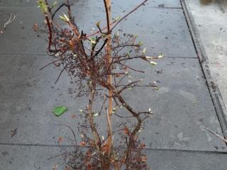 Hydrangea petiolaris