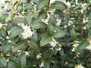 Osmanthus burkwoodii