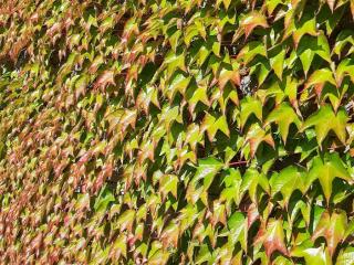 Parthenocissus quinquefolia