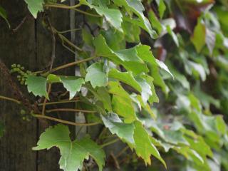 Parthenocissus tricuspidata 'Veitchii'