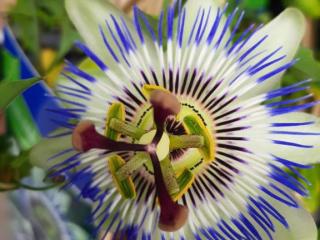 Passiflora caerulea