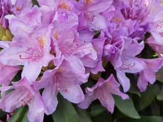 Rhododendron ponticum