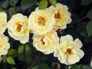 Rosa bijenweelde Geel