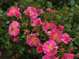 Rosa bijenweelde Rose