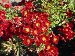 Rosa bijenweelde Rood