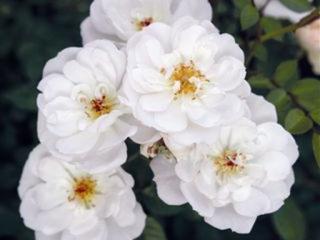Rosa bijenweelde Wit