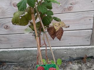 Rubus idaeus 'Autumn Bliss'