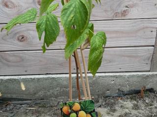 Rubus idaeus 'Fallgold'