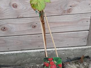 Rubus idaeus 'Glen Ample'