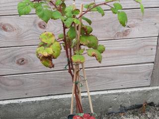 Rubus phoenicolasius