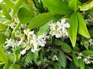 Trachelospermum jasminoides