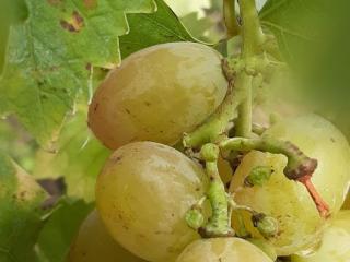 Vitis 'Vroege van der Laan'