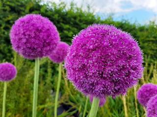 Allium giganteum P 12