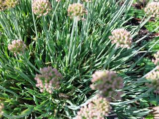 Allium senescens 'Glaucum'