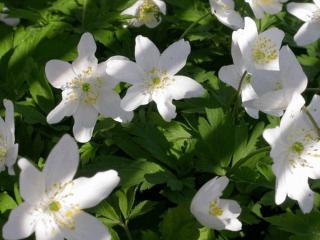 Anemone nemorosa