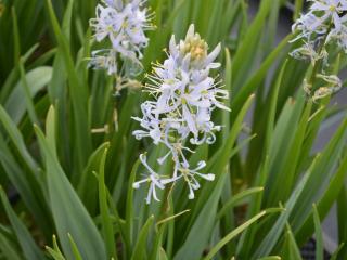 Camassia cuscikii