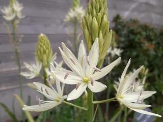 Camassia leichtlinii 'Alba' 