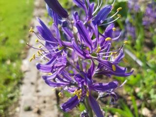 Camassia quamash