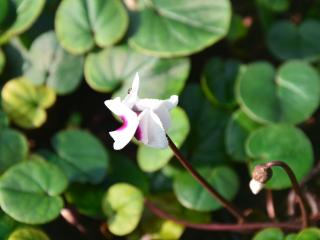 Cyclamen coum 'Album'