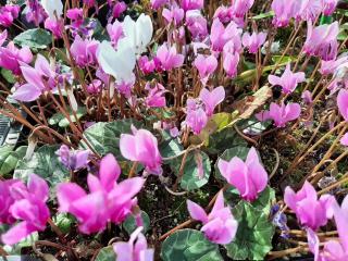 Cyclamen hederifolium (=neapolitanum)