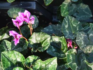 Cyclamen hederifolium 'Amaze Me'