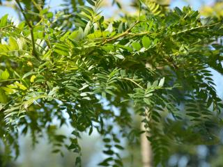 Gleditsia triacanthos 'Sunburst' HT